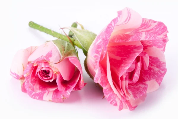 Due rose perfette su sfondo bianco . — Foto Stock