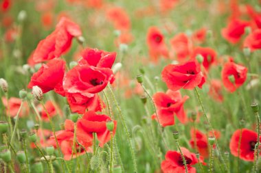 Field of wild poppy flowers. clipart