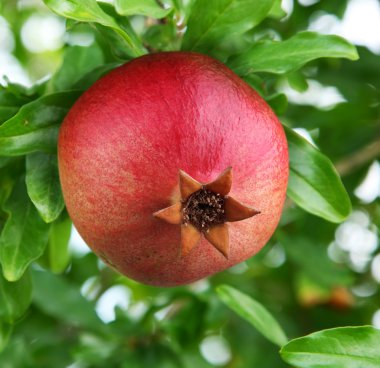 Ripe pomegranate on a tree. clipart