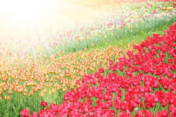 Campo con tulipanes coloridos — Foto de Stock