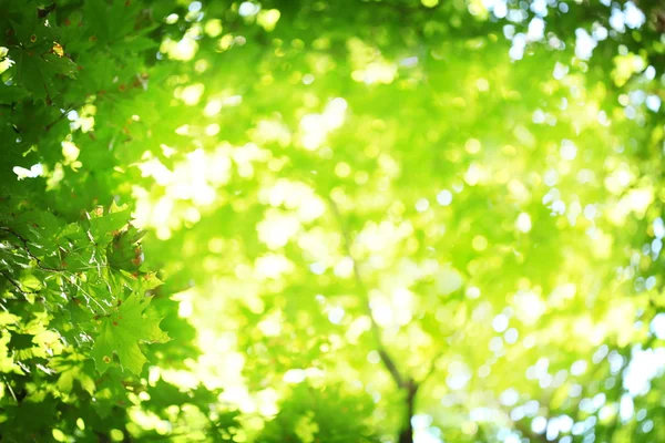 Los rayos del sol brillando a través de los verdes exuberantes . —  Fotos de Stock