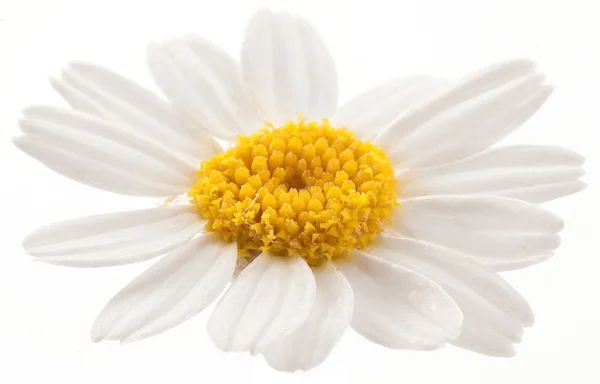 Blume der wilden Kamille. — Stockfoto