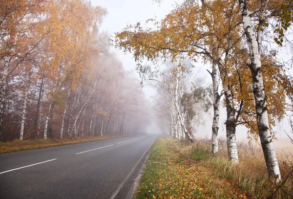 Estrada florestal em um dia nebuloso de outono . — Fotografia de Stock