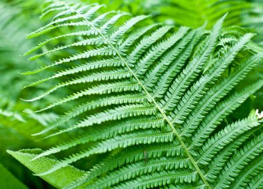 Fresh green fern leaf. clipart