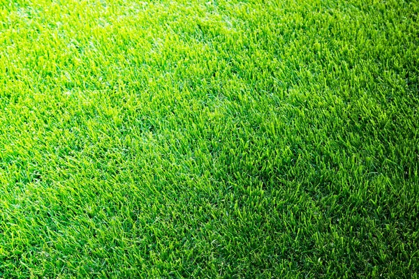 Свіжа весняна трава — стокове фото
