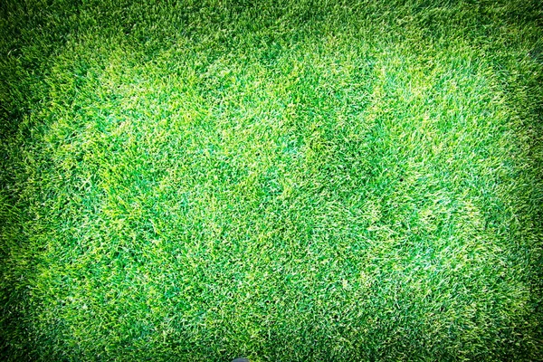 新鮮な春の緑の草 — ストック写真