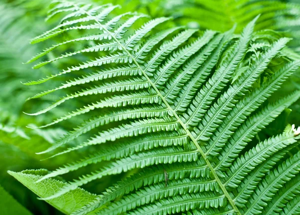 Fresh green fern leaf. — Stock Photo, Image