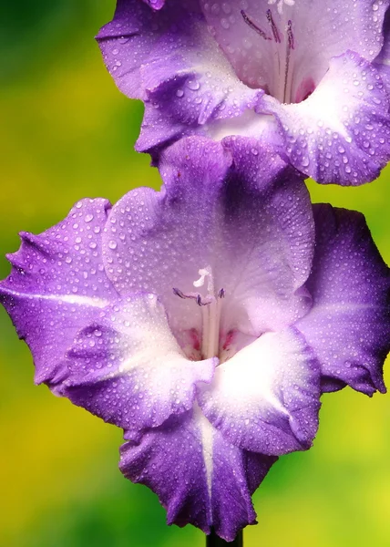 Красива квітка гладіолуса . — стокове фото