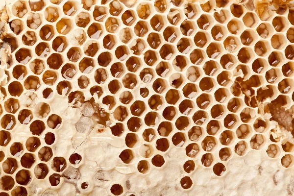 Honungskakor. — Stockfoto