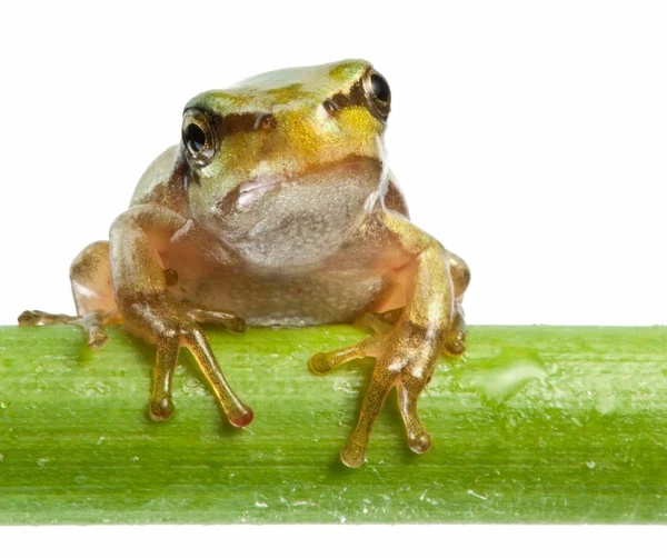 Little frog over rush — Stock Photo, Image