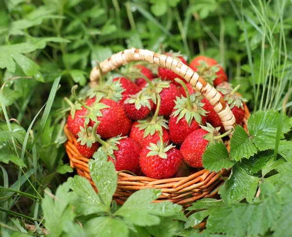 在草地上篮中野草莓. — 图库照片
