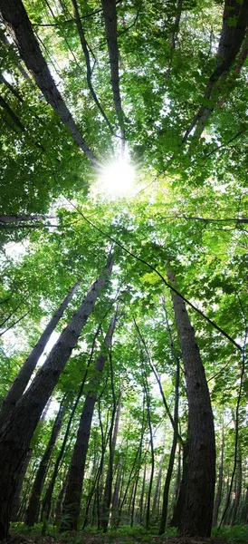Napos erdő. — Stock Fotó
