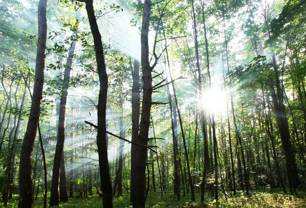 日当たりの良い森. — ストック写真