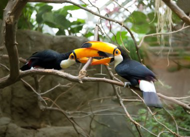 Toucans hayat