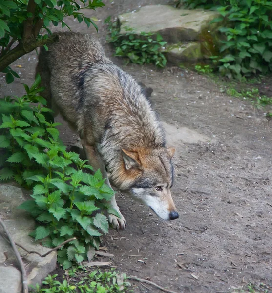 stock image Wild wolf