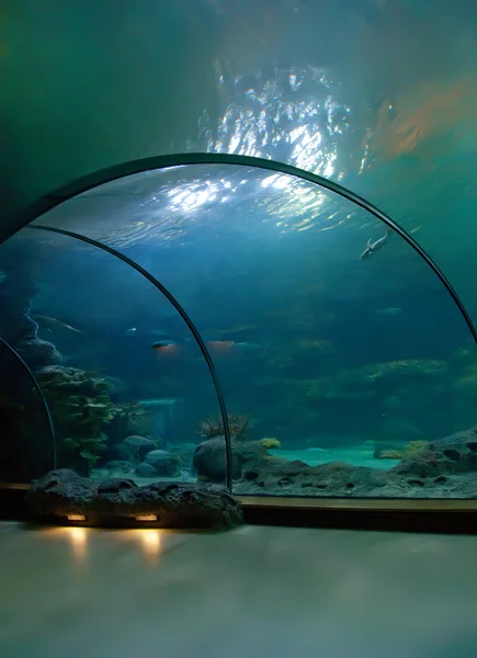 Interieur van aquarium — Stockfoto