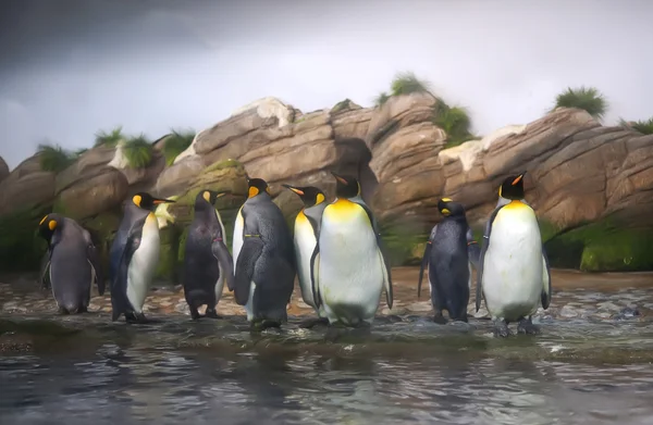 Penguin family — Stockfoto