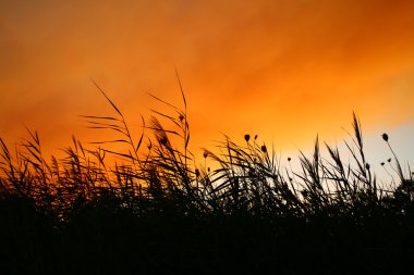 Reeds At Smokey Sunset clipart