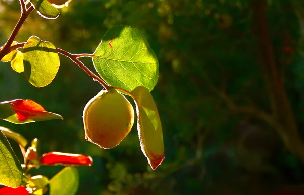 Fruta de marmelo na árvore — Fotografia de Stock
