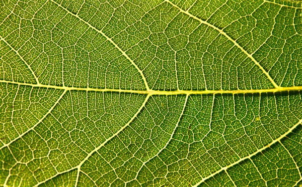 stock image Fig Leaf Close-up