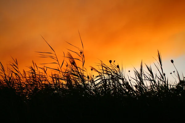 Riet bij smokey zonsondergang — Stockfoto