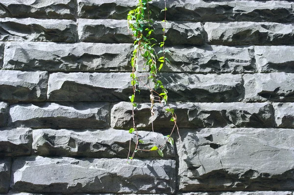 Gröna blad av creeper växt på stenmur — Stockfoto