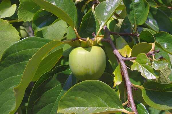 stock image Green fruit of persimmon in a twigs of tree