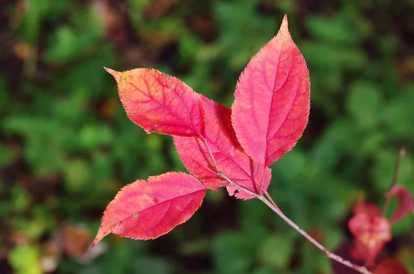 Branche d'arbre aux feuilles rouges en automne. Concentration douce — Photo