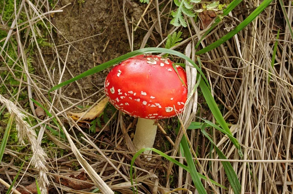 sonbahar orman çim Fly-agaric mantar