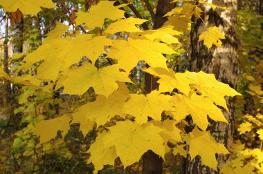 tak van esdoorn met gele bladeren in de herfst in zonnige dag