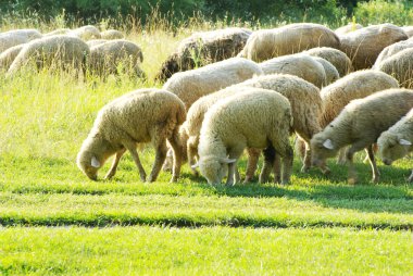 Sheep in meadow clipart