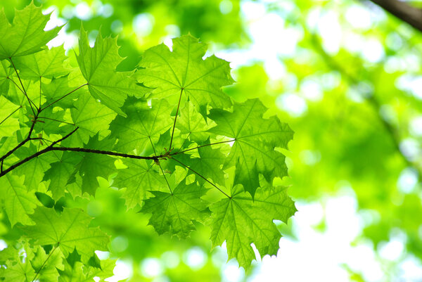 Green leaves over green background