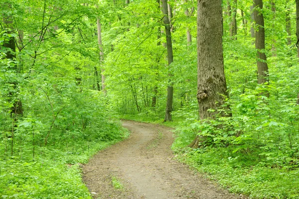 stock image Forest