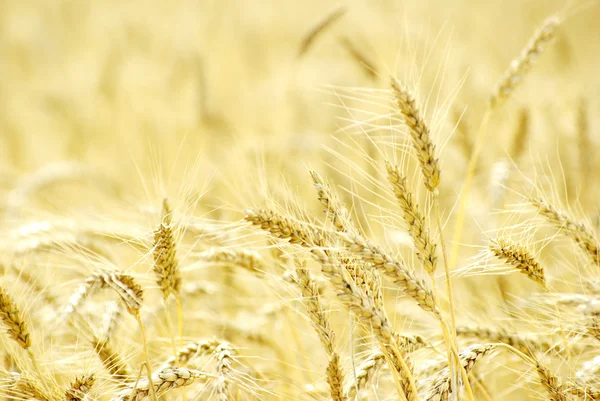 Campi di grano — Foto Stock