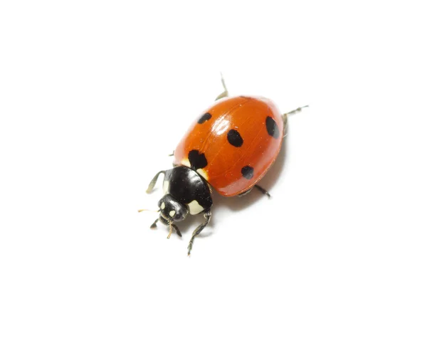 Ladybug Royalty Free Stock Images