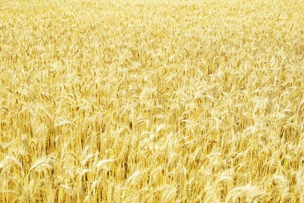 밀 밭 — 스톡 사진