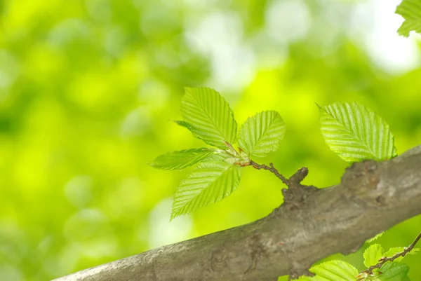 stock image Green leaves