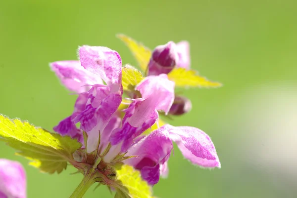 Kwiaty na pole — Zdjęcie stockowe