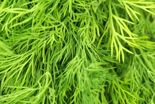 Dill background — Stock Photo, Image