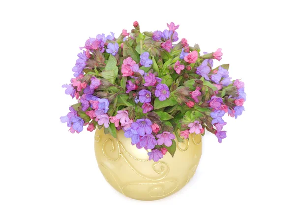 Violetit kukat — kuvapankkivalokuva
