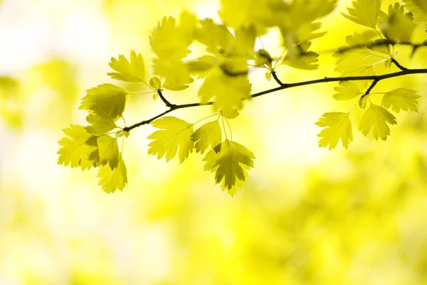 stock image Autumn leaves