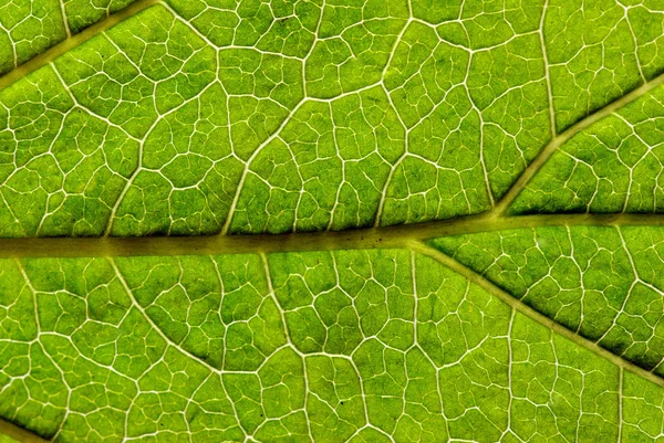 Πράσινο φύλλο υφή — Φωτογραφία Αρχείου