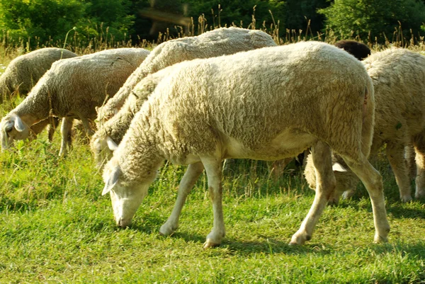 Çayır koyun — Stok fotoğraf