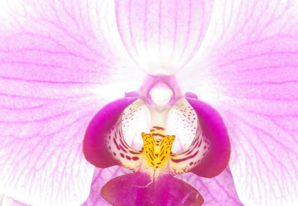 Orhidee roz — Fotografie, imagine de stoc
