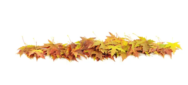 Herfst esdoorn bladeren o — Stockfoto