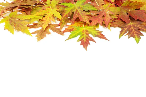 Sonbahar akçaağaç yaprakları — Stok fotoğraf
