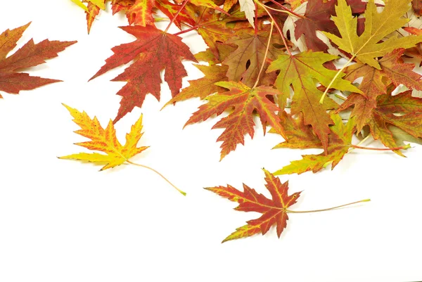 Outono folhas de bordo — Fotografia de Stock