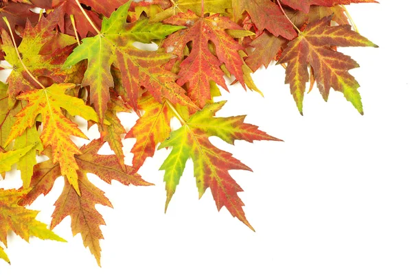 Podzimní javorové listy — Stock fotografie