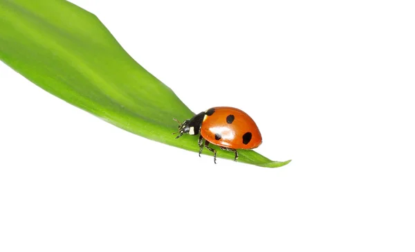 Ladybug Stock Photo