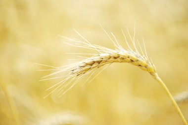 Fields of wheat clipart